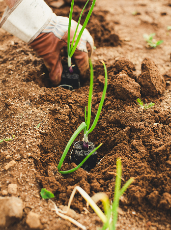 agriculture2